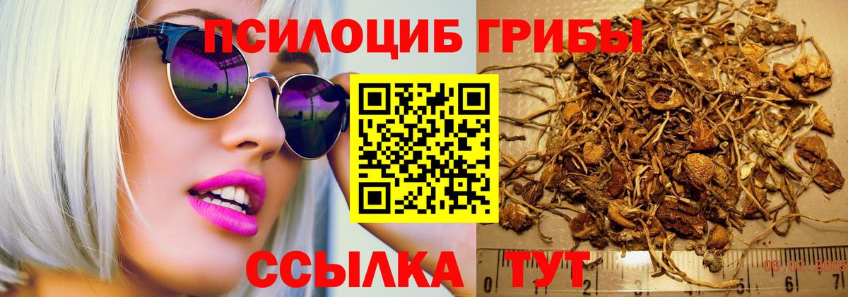 Галлюциногенные грибы Psilocybe  Вход с VPN  Курган 